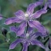 Clematis 'Arabella' -Garden Plants CLEM T59395 A h
