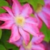Clematis 'Asao' -Garden Plants CLEM T59396 A h