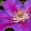 Clematis 'Ashva' -Garden Plants CLEM T59397 A h