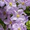 Clematis 'Blekitny Aniol' -Garden Plants CLEM T59398 A h