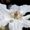 Clematis 'Destiny' -Garden Plants CLEM T59403 A h