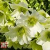 Clematis 'Early Sensation' -Garden Plants CLEM T59407 A