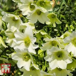 Clematis 'Early Sensation' -Garden Plants CLEM T59407 C