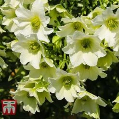 Clematis 'Early Sensation' -Garden Plants CLEM T59407 D