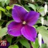 Clematis 'Jackmanii' -Garden Plants CLEM T59415 B