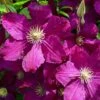 Clematis 'Kardynal Wyszynski' -Garden Plants CLEM T59417 A h
