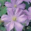 Clematis 'Prince Charles' -Garden Plants CLEM T59433 A h