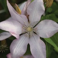 Clematis 'Proteus' -Garden Plants CLEM T59434 A h