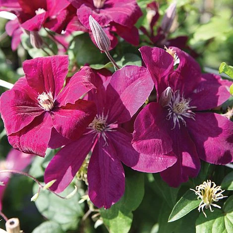 Clematis 'Rouge Cardinal' 3 Clematis 'Rouge Cardinal'