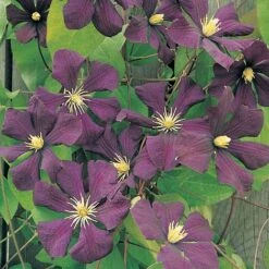 Clematis 'Étoile Violette' -Garden Plants CLEM T59455 A h