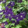 Clematis 'Étoile Violette' -Garden Plants CLEM T59455 B
