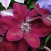 Clematis 'Westerplatte' -Garden Plants CLEM T59463 A h