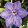 Clematis 'Xerxes' -Garden Plants CLEM T59464 A h