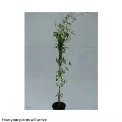 Clematis Montana 'Grandiflora' 16 Clematis Montana 'Grandiflora' -Garden Plants CLEM T66150 B h