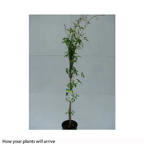 Clematis Montana 'Grandiflora' 9 Clematis Montana 'Grandiflora' - Image 7