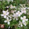 Clematis Montana 'Rubens'