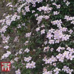 Clematis Montana 'Rubens' -Garden Plants CLEM T66151 B