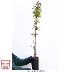Clematis Montana 'Rubens' -Garden Plants CLEM T66151 C