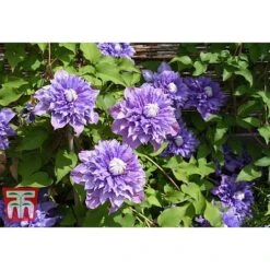 Clematis 'Multi Blue' 11 Clematis 'Multi Blue' -Garden Plants CLEM T66153 A