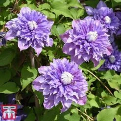 Clematis 'Multi Blue' 8 Clematis 'Multi Blue' -Garden Plants CLEM T66153 B1