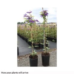 Clematis 'Multi Blue' 9 Clematis 'Multi Blue' -Garden Plants CLEM T66153 B h