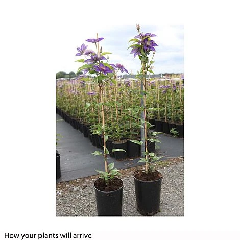 Clematis 'Multi Blue' 5 Clematis 'Multi Blue' - Image 3