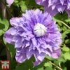 Clematis 'Multi Blue' -Garden Plants CLEM T66153 C1