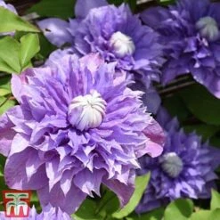 Clematis 'Multi Blue' 10 Clematis 'Multi Blue' -Garden Plants CLEM T66153 D