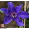 Clematis 'The President' 2 Clematis 'The President' -Garden Plants CLEM T66160 A