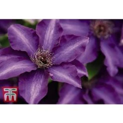 Clematis 'The President' -Garden Plants CLEM T66160 B