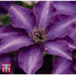 Clematis 'The President' -Garden Plants CLEM T66160 C