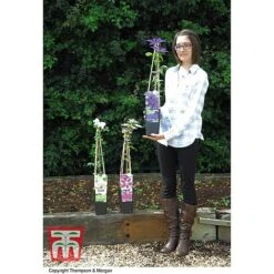 Clematis 'The President' -Garden Plants CLEM T66160 E