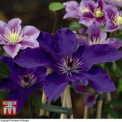 Clematis 'The President' -Garden Plants CLEM T66160 G