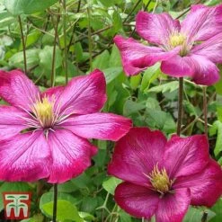 Clematis 'Ville De Lyon' -Garden Plants CLEM T66161 C