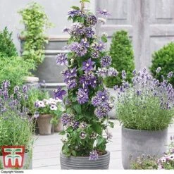 Clematis Florida 'Taiga' -Garden Plants CLEM T71512 B1