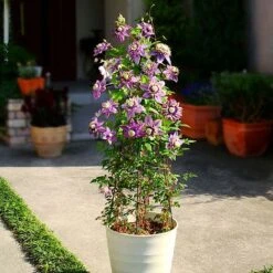 Clematis Florida 'Taiga' -Garden Plants CLEM T71512 B h