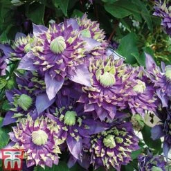 Clematis Florida 'Taiga' -Garden Plants CLEM T71512 E