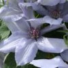 Clematis Bernadine™ Evipo061