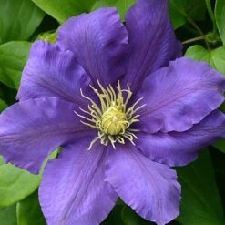 Clematis Chevalier™ Evipo040 -Garden Plants CLEM T77113 A h
