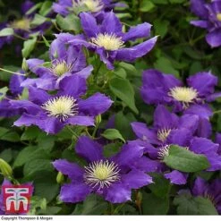 Clematis Chevalier™ Evipo040 -Garden Plants CLEM T77113 C