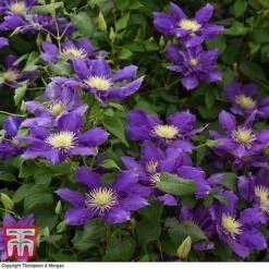 Clematis Chevalier™ Evipo040 -Garden Plants CLEM T77113 D