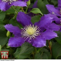 Clematis Chevalier™ Evipo040 -Garden Plants CLEM T77113 E