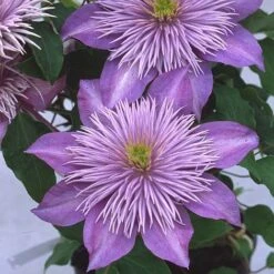 Clematis Crystal Fountain™ Evipo038 -Garden Plants CLEM T77116 A h