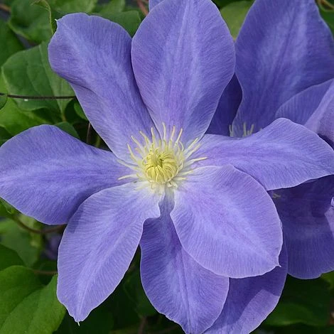 Clematis Diana's Delight™ Evipo026 3 Clematis Diana's Delight™ Evipo026