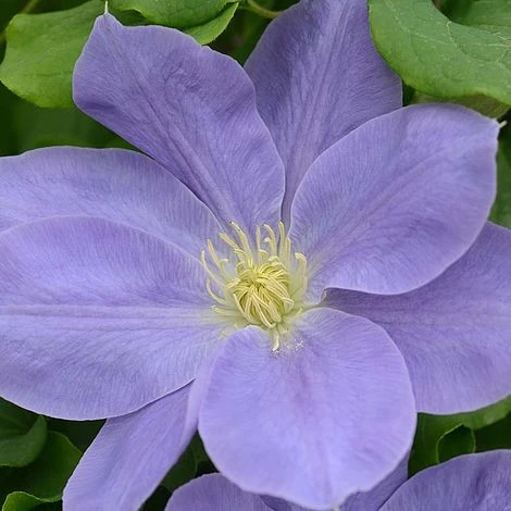 Clematis Diana's Delight™ Evipo026 4 Clematis Diana's Delight™ Evipo026 - Image 2