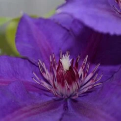 Clematis Edda™ Evipo074 -Garden Plants CLEM T77119 A h