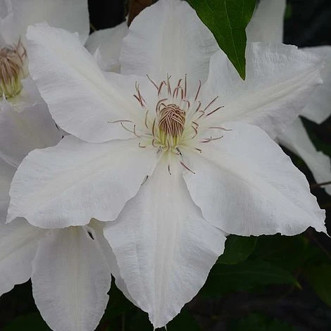 Clematis Hyde Hall™ Evipo009 3 Clematis Hyde Hall™ Evipo009