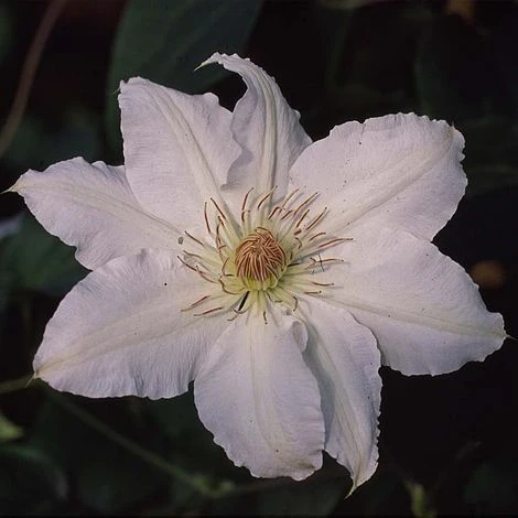 Clematis Hyde Hall™ Evipo009 4 Clematis Hyde Hall™ Evipo009 - Image 2