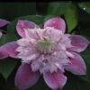 Clematis Josephine™ Evijohill -Garden Plants CLEM T77125 A h