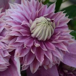 Clematis Josephine™ Evijohill -Garden Plants CLEM T77125 C h